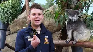 Fun facts about Southern Koalas! | Longleat's Koala Creek