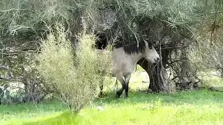 Happy National Horse Protection Day!
