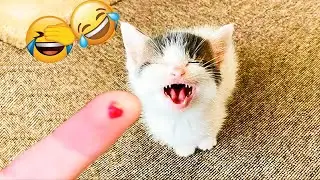 Funniest CATS of the Year🤣