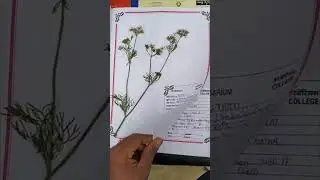 Herbarium file☘️🌿/ How to make herbarium file #herbarium#shortsfeed #file
