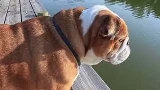 Maple The Bulldog l Wildlife Videography | Short Film by Jac O' Burger