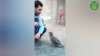 Chakor masti &bull; chukar ka awaz &bull; chukar sound &bull; chakor ki masti