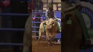 That bull&hellip; is stuck 😂 #rodeo #shorts #funny