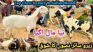 Zero Size Dumbo Ki Barish! 🌧️ | Saifan Mandi Vlog | Dumbai Hi Dumbai Hai 17 January 2026