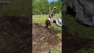 FAST COMPOST at 7 days!