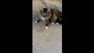 Cat Daddy Snow Day