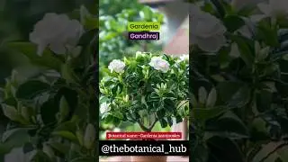 gardenia plants #gandhraj #gardenia plants benefits #botanical name #thebotanicalhub