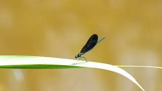 Bosbeekjuffer (Calopteryx virgo)