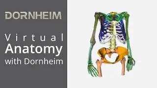 Virtual anatomy with Dornheim