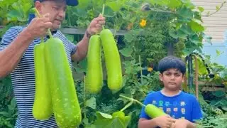 গাছের কদু দিয়ে ইলিশের ঝোল।( আমেরিকায় জেসমিনের শখের বাগান)