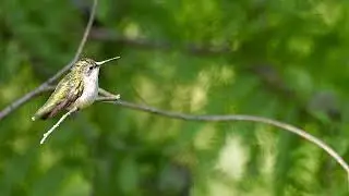 Ruby-throated Hummingbird in the backyard of Bernheim Forest and Arboretum