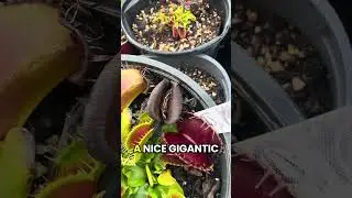 Giant Venus Flytrap eats giant wasp! #shorts