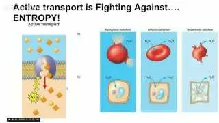 Biological Energy