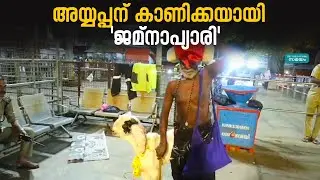 jamna pyari in sabarimala: ശബരിമലയിൽ കൗതുക കാഴ്ചയായി ജമ്നാപ്യാരി