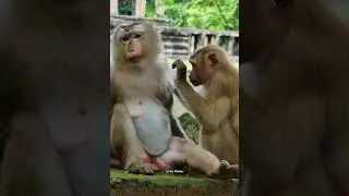 monkey amanda she is find lice mama ashley....lovely monkey....