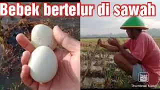 Kenapa adaBebek bertelur di sawah??? l cerita pak Sudiro