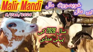 Malir Mandi Latest Rates Update &hearts;️|| 6/Jan/2026 || Cow Mandi Karachi [MAV]