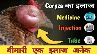 Infectious coryza in chickens  |  मुर्गी के आँख के सूजन का इलाज #murgipaln #ciryza #himleshagrofarm