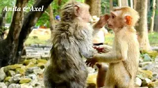 Monkey Anita pity baby Axel monkey too much,  Anita tries to persuade Axel join in Amber troop