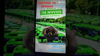 da like para o gatinho da SPTrans😺