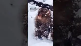 #nature #monkey #winter #snowfall