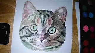 Lacy the Cat