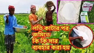 লতি কাটার ১দিন পর কি কি সার ব্যবহার করা হয়? A2Z লতি কচু চাষ পদ্ধতি জানুন। লতিরাজ কচু চাষ । যশোর কৃষি