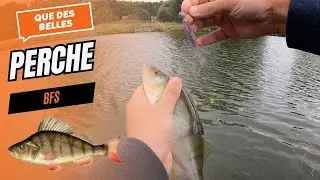 P&ecirc;che des perches en canal par temps venteux | BFS, jerkminnow, crank & leurres souples