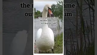 How A Trapped Swan Found A Friend For Life