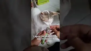 Kucing Mabuk, LAPOR BNN?!