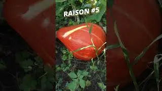 🌱 5 Raisons de faire tes propres #graines d&egrave;s maintenant ! #semences #autonomie #potager #resilience