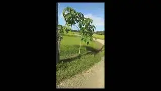 BUHAY PROBINSYA (PART 3) | JUDE BARTOLOME