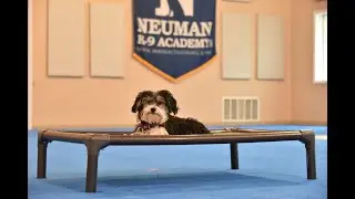 Annie (Havanese) Puppy Camp Dog Training Video Demonstration