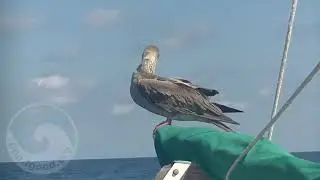 0028a Equatorial Pacific Sea Bird Grooming Other - sound of sailing at 3 knots