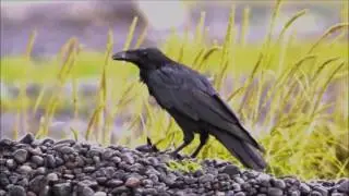Cuervo (Corvus corax)