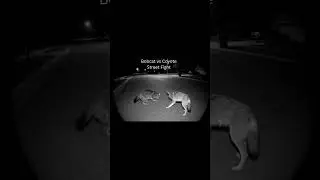 bobcat vs coyote fight under streetlight &ndash; cctv footage