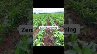 Zero tillage farming cultivation #maize crop 🌾  #agriculture #plants