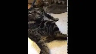 Cat goes in to labour