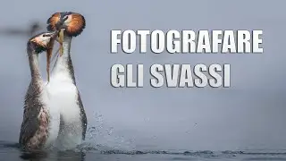 Una giornata con gli Svassi | Fotografia Naturalistica sul Lago di Garda per fotografare gli Svassi