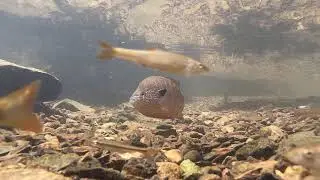 Sunfish Nesting