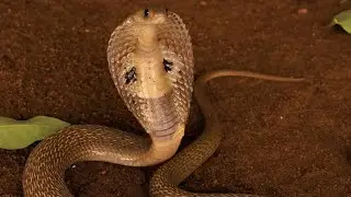 Indian spectacle cobra rescue in Govirle-Pen