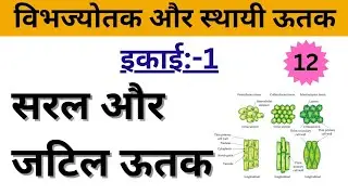 Simple and complex tissue,bsc 2nd year botany, paper 1, unit:-1, lecture:-12