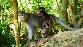 ARA and mum Anna, Baby Ara monkey hungry 603