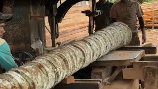 Precision Wonders Masterclass Tips for Beginner Coconut Tree Sawing Success