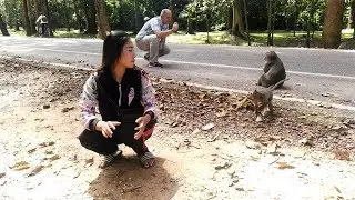 Monkey playing with tourist girl on road to Angkor Toum  Siem Reap