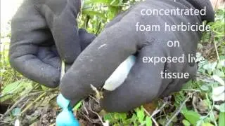 Crown Vetch Control Using Foam Herbicide for Precision Applications