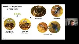 Insect pollination is necessary to maximise seed yield and..._Stan CHABERT, University of Florida.