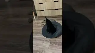 #halloween🎃🕸️#threecats #cat