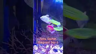 Tetra Glofish Pregnant Day 1 #aquarium #Tatra#Glofish#Tatraglofish