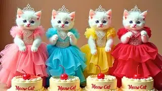बिल्ली डांस | Cutest Cat videos funny dance🤣💃Dance Videos for cats #funny #dancingcat #cat #cute